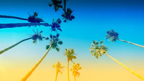 palms at doheny beach