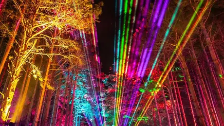 Electric Forest scene