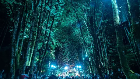Pendarvis woods at night